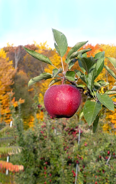 Appel, Boom, Boomgaard, Landbouw, Oogst