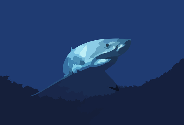 Download free HD stock image of Shark Fish Free shark fish animal vector