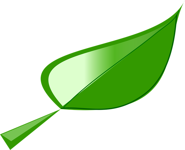 Free leaf plant nature vector