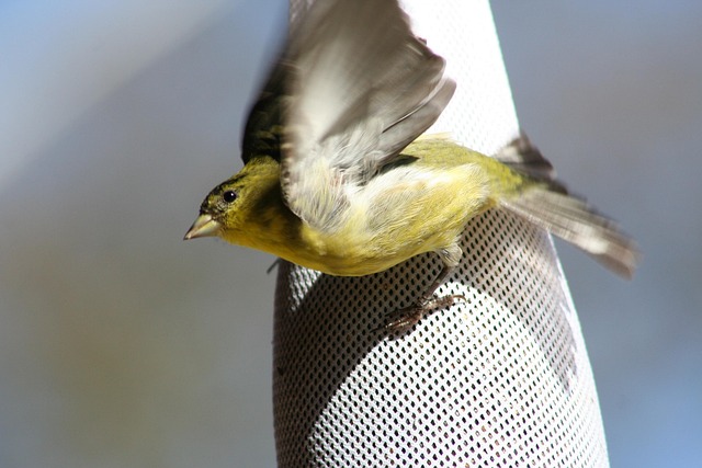 Free Goldfinch Flying photo and picture