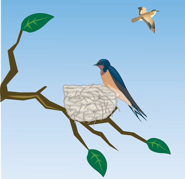 Free barn swallow swallow bird vector