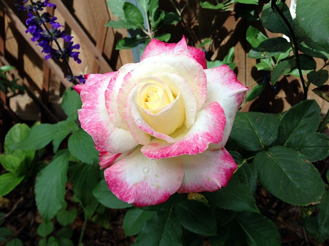 Rosa, Flor, Rosas, Flor Rosa, Flora
