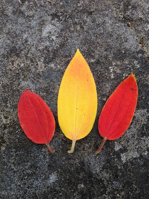 Folha, Folhas, Brilhante, Outono, Cor
