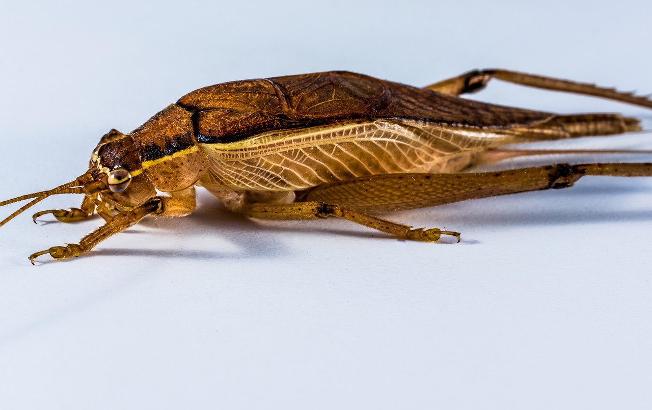 Grasshopper Hay Horse Insect Close - Free photo on Pixabay - Pixabay