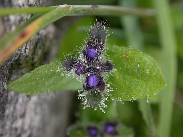 Free Dew Nature photo and picture
