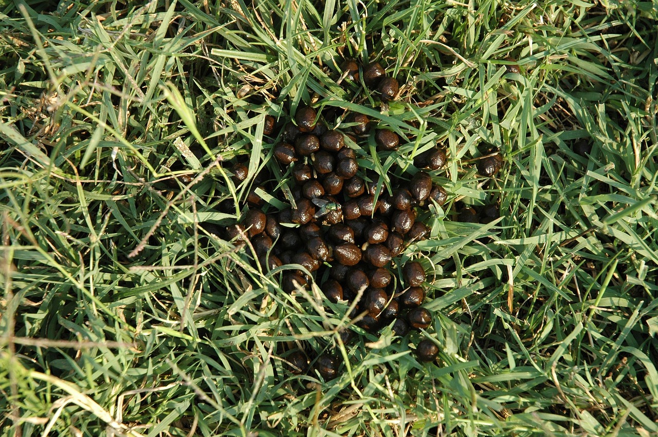 Goat Shit Fly Fertilizer Free Photo On Pixabay Pixabay goat-shit-fly-fertilizer-free-photo-on-pixabay-pixabay