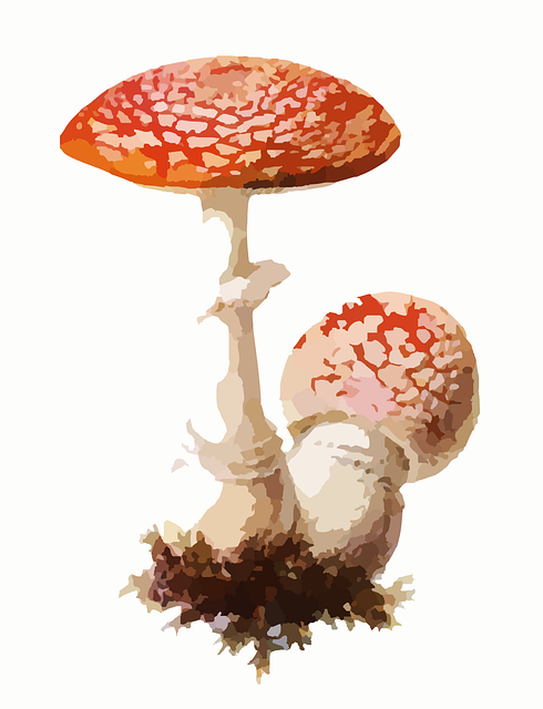 Free fly agaric mushroom poisonous vector