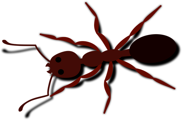 Download free HD stock image of Ant Bug Free ant bug insect vector