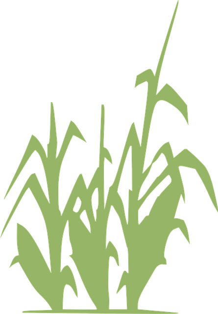 Mais, Grün, Landwirtschaft, Ernte