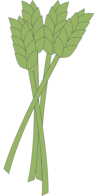 Free wheat green crop vector