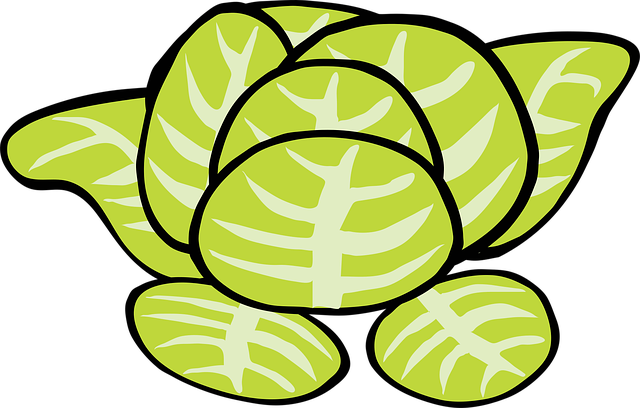 Free lettuce vegetable food vector