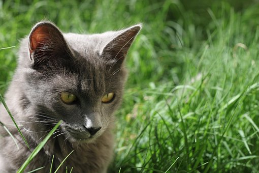 Free Cat Animal photo and picture