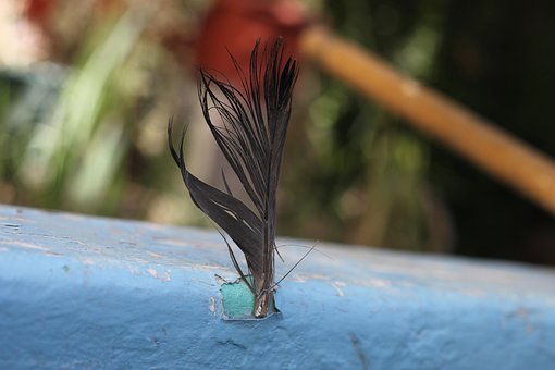 Free Feather Bird photo and picture
