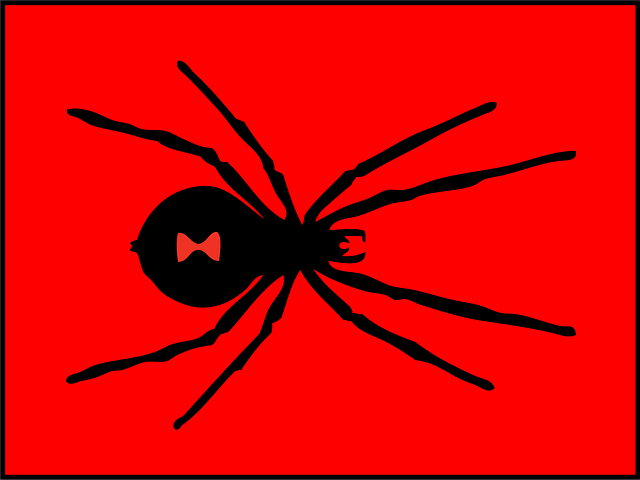 Free black widow spider red illustration