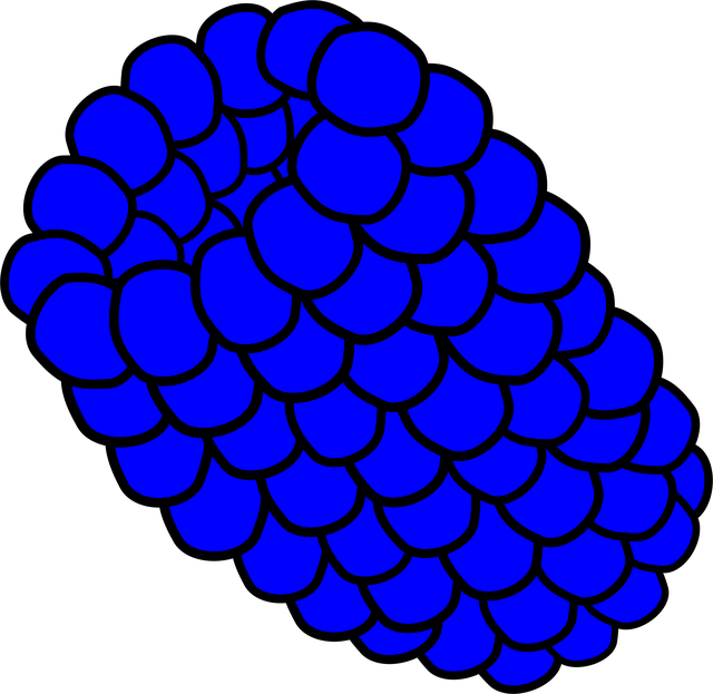 Download free HD stock image of Raspberry Blue Free raspberry blue fruit vector