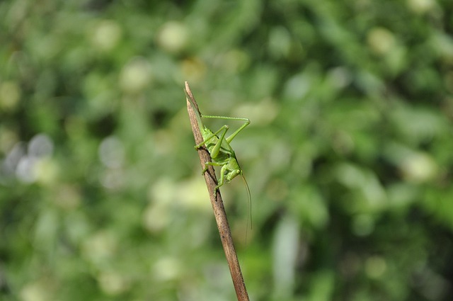 Free Grasshopper Insect photo and picture