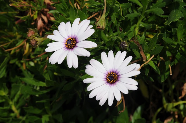 Free Daisy Flower photo and picture