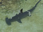 hammerhead shark, shark, underwater