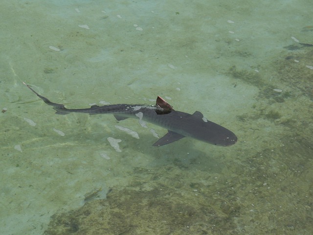Free Reef Shark Shark photo and picture