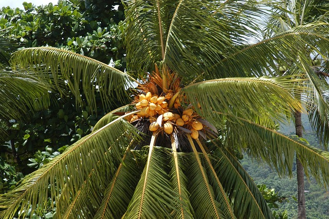 Free Palm Tree Tropical photo and picture