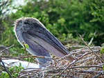 pelican, chile pelican, ave