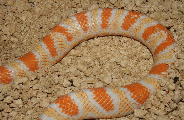 Free Line Reptile photo and picture