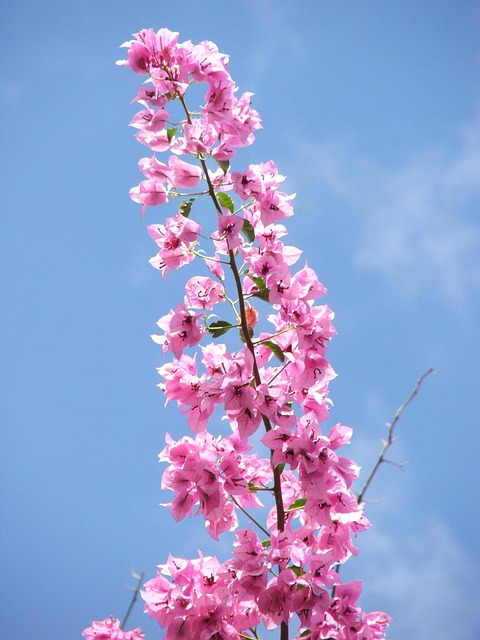 Free Bougainvillea Flowers photo and picture