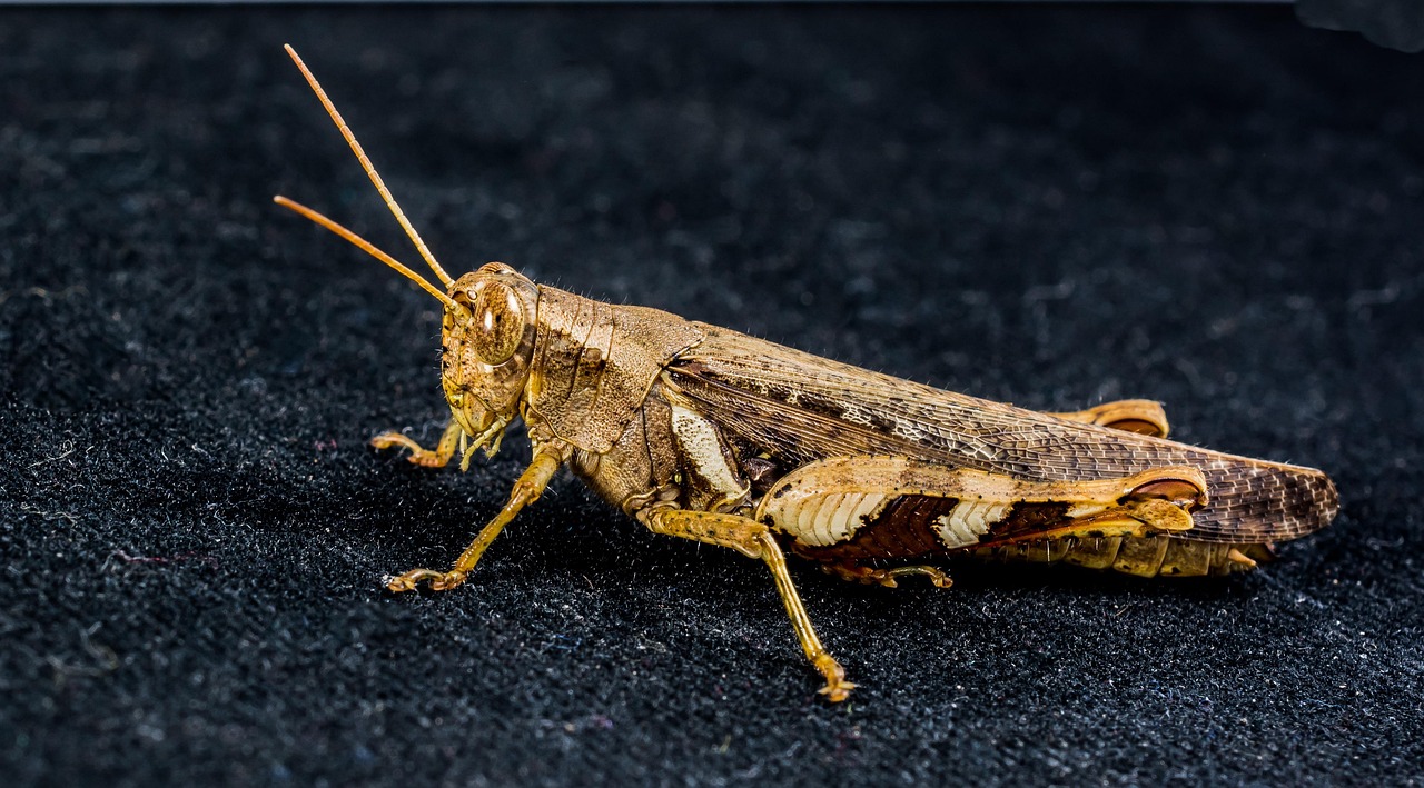 Grasshopper Hay Horse Insect - Free photo on Pixabay - Pixabay