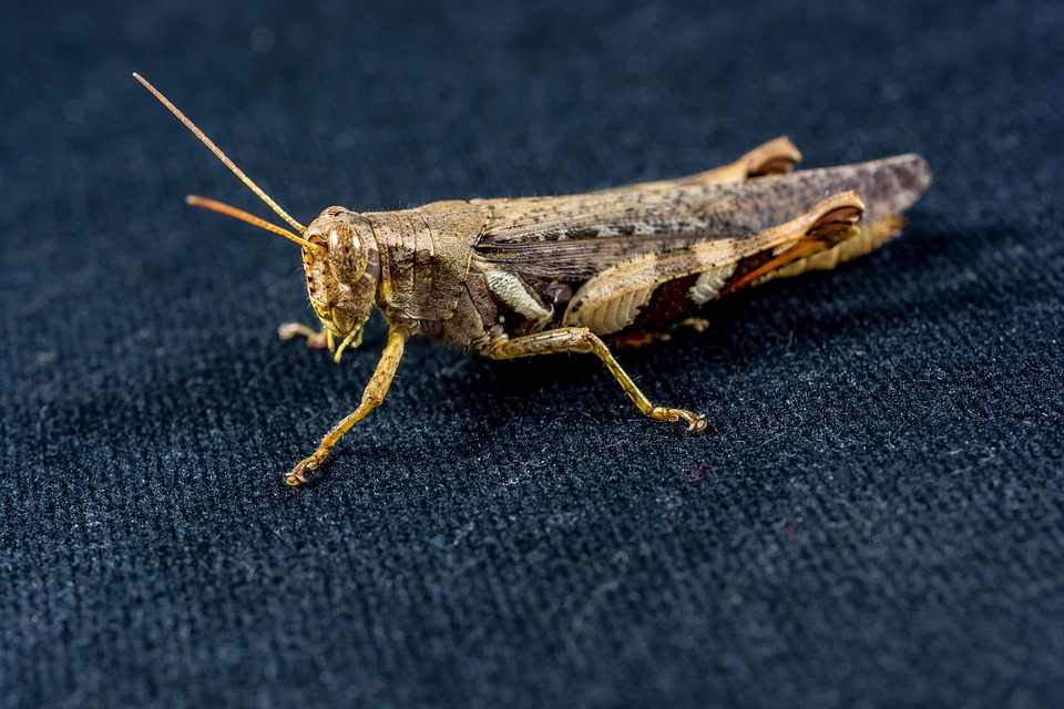 Grasshopper Hay Horse Insect - Free photo on Pixabay - Pixabay