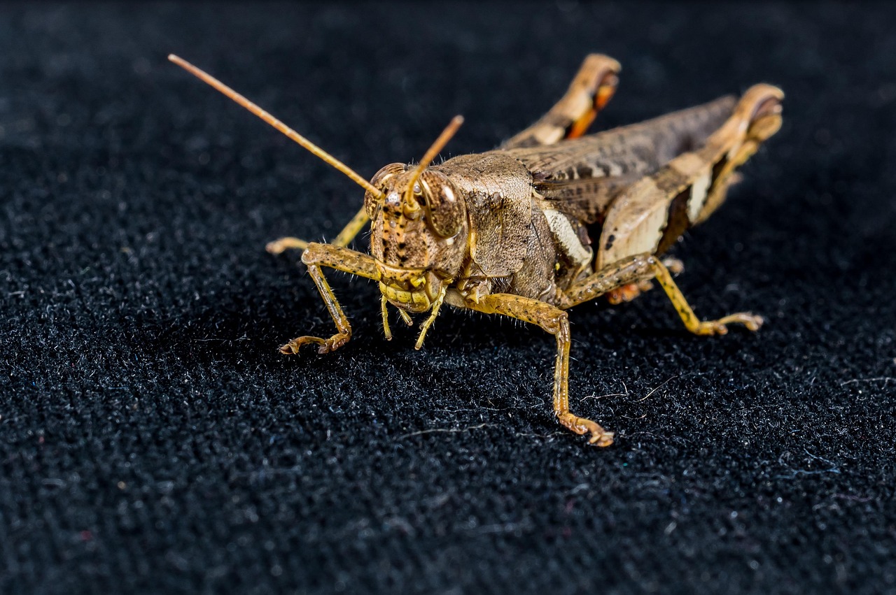 Grasshopper Hay Horse Insect - Free photo on Pixabay - Pixabay