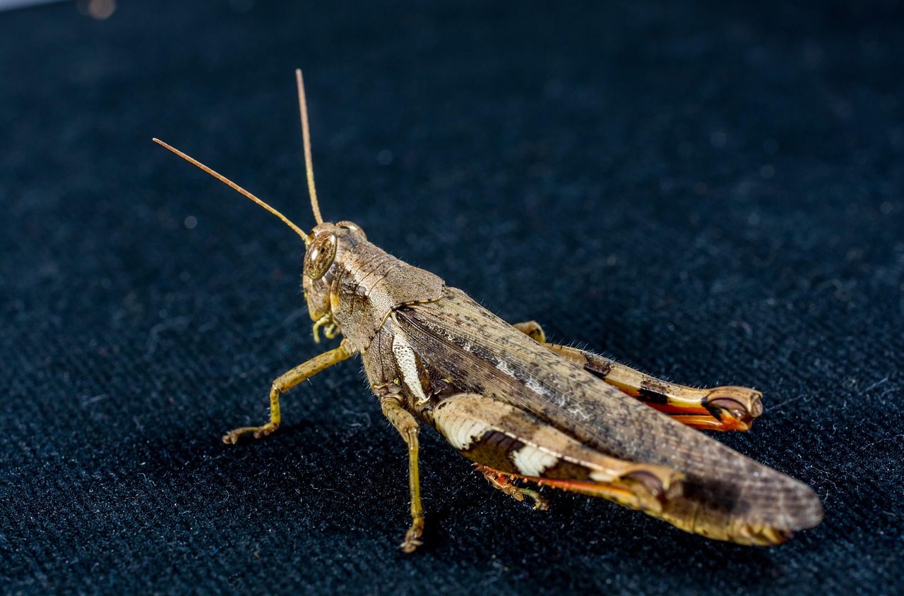 Grasshopper Hay Horse Insect - Free photo on Pixabay - Pixabay