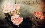 roses, romantic, nostalgia