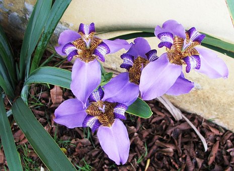 Free Caerulean Neomaris False Iris photo and picture
