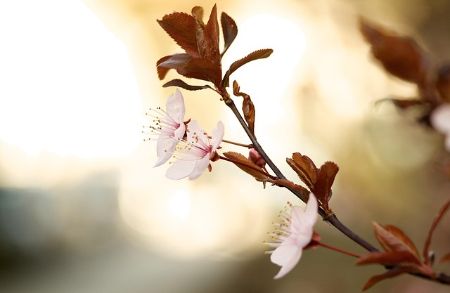 Free Wildflower Flower photo and picture