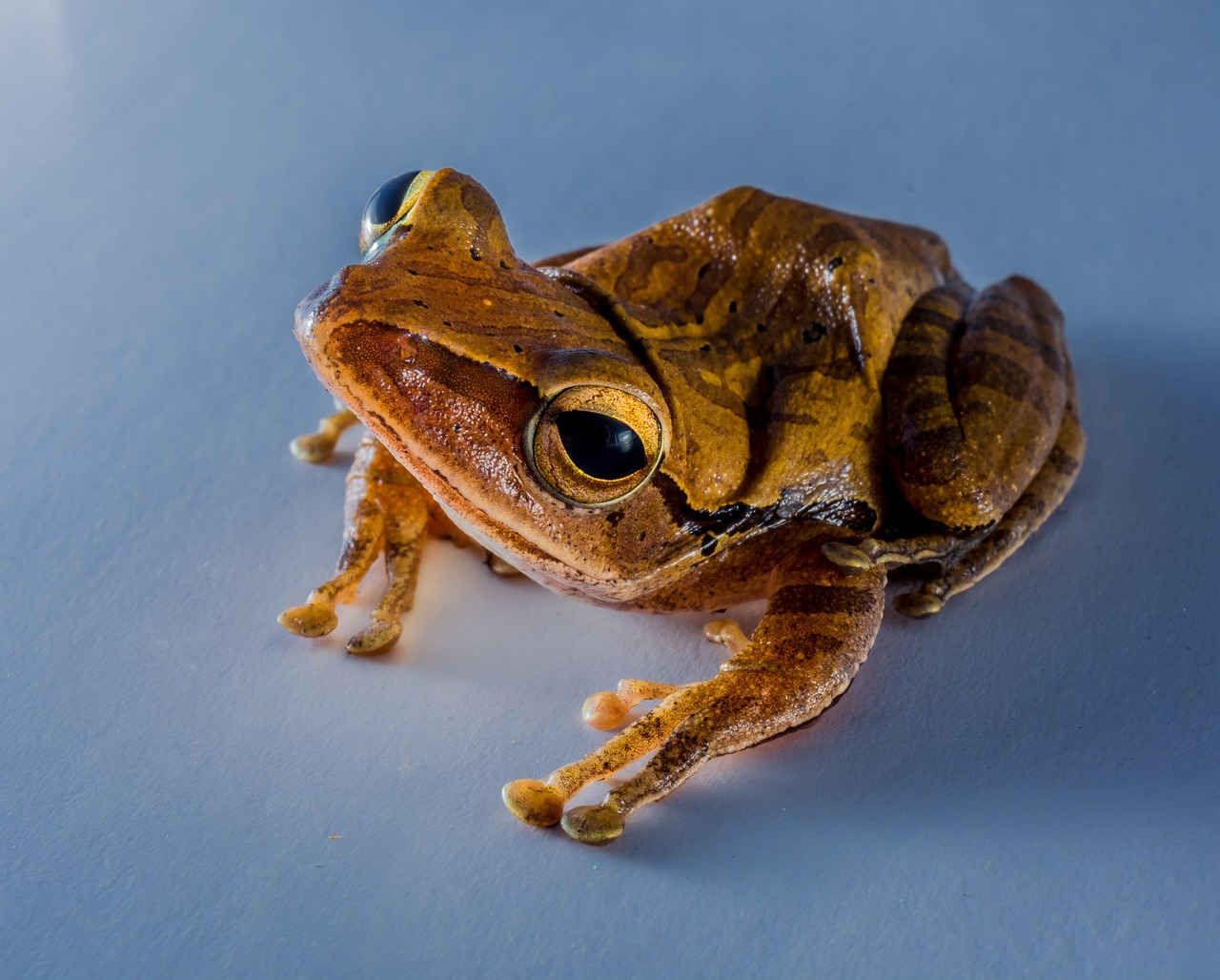Tree Frog - free online jigsaw puzzle photo