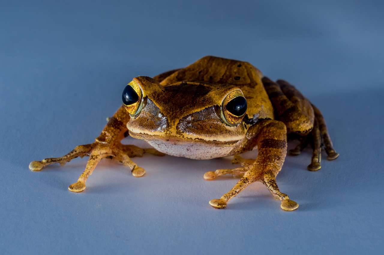 Tree Frog - free online jigsaw puzzle photo