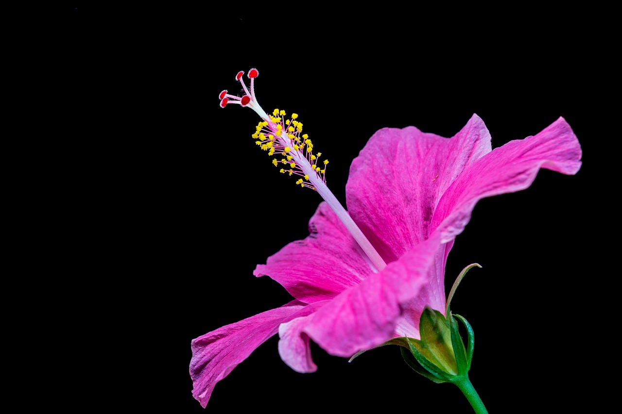 3,000+ Free Hibiscus Flower & Hibiscus Images - Pixabay
