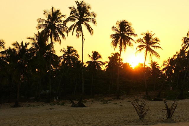 Sonnenaufgang, Palmen, Indien