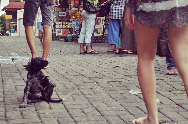 Free Puppy Dog photo and picture