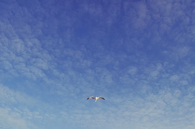 Free Sky Blue Sky photo and picture