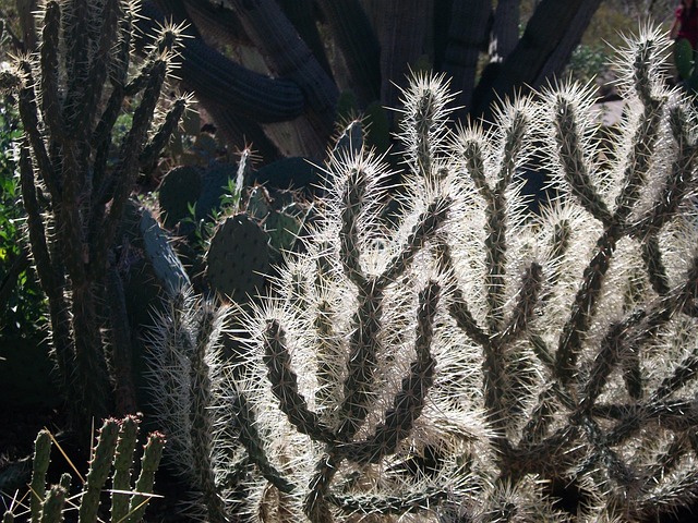 Free Arizona Backlit photo and picture