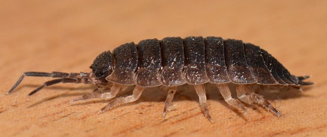 Bug Animal Woodlice - Free photo on Pixabay - Pixabay