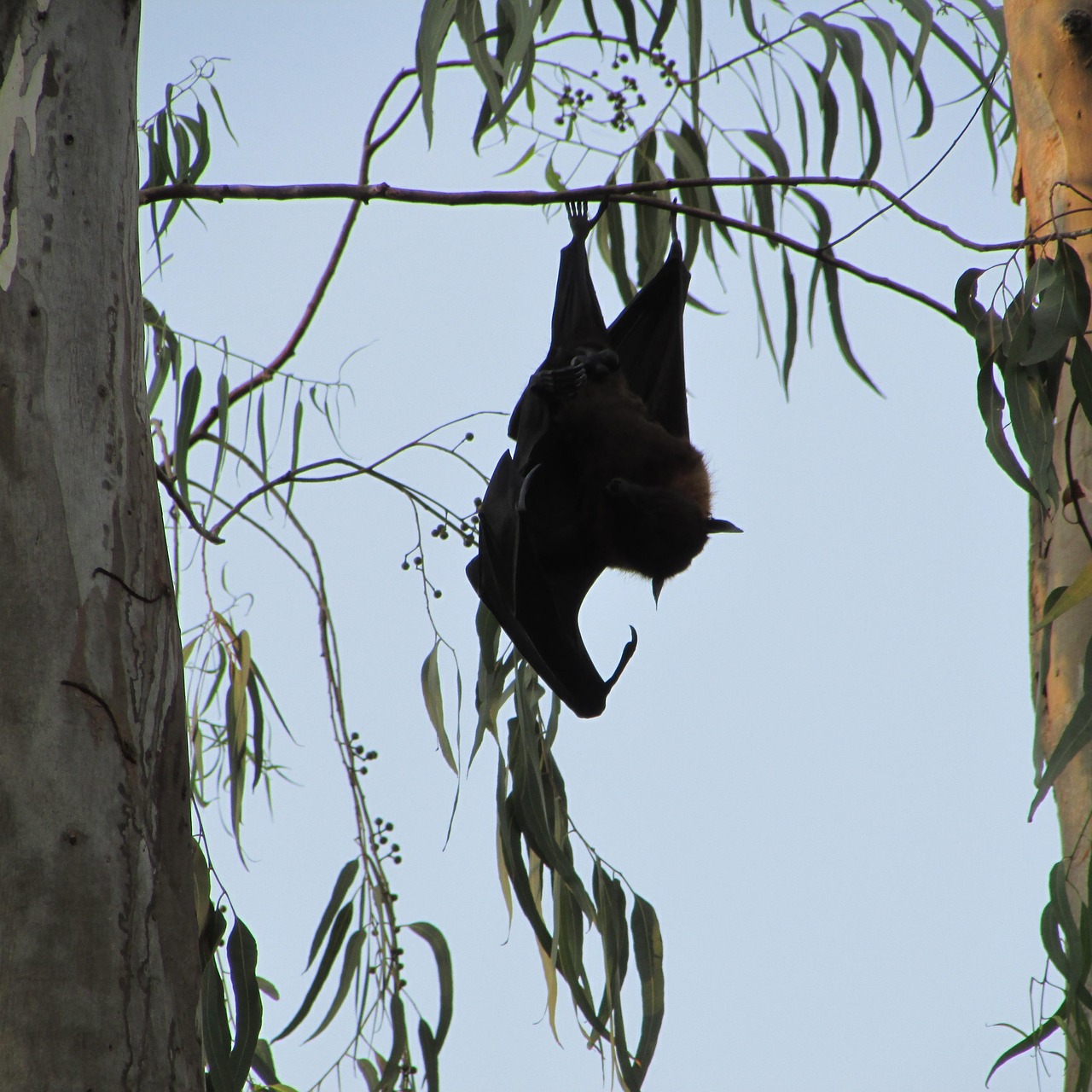 Bat Eare Bats Dharwad Bat-Eared - Free photo on Pixabay - Pixabay