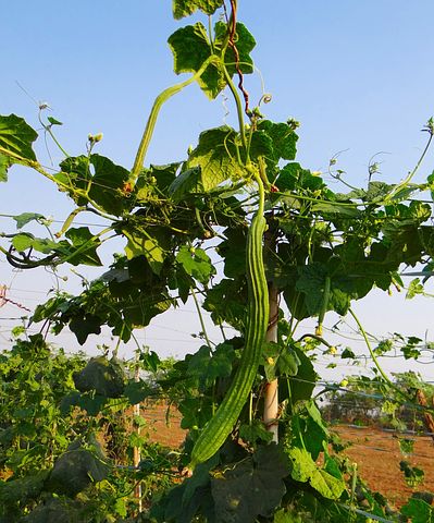 10+ Free Ridge Gourd & Trellis Images - Pixabay