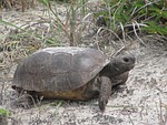 turtles, tortoise, animals