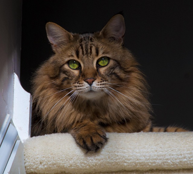 Kat, Sød Kat, Kattens Ansigt, Dyr