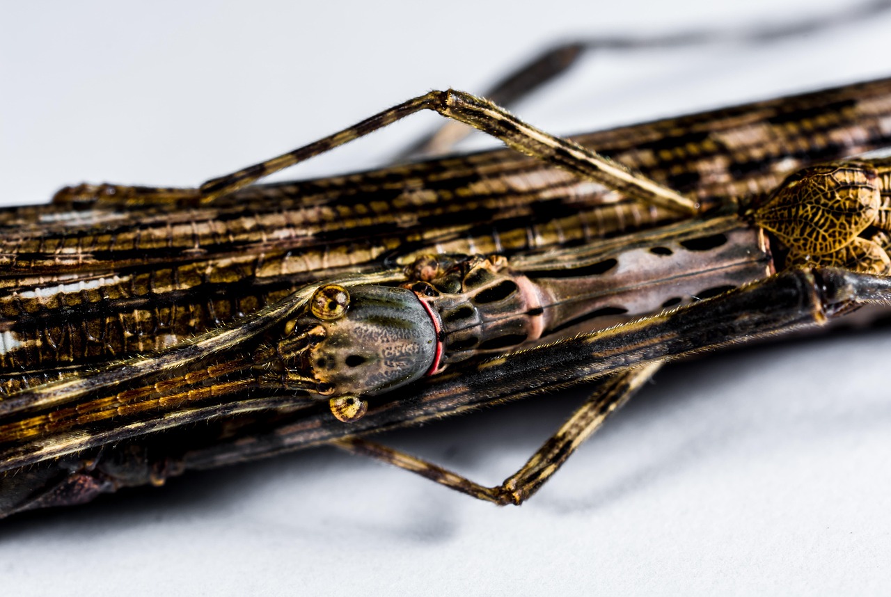 70,000+ Free Stick Insect & Stick Figure Images Pixabay