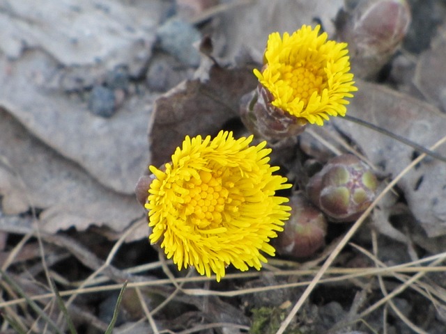 Free Flower Yellow photo and picture