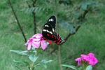 crimson rose, butterfly, pachliopta hector
