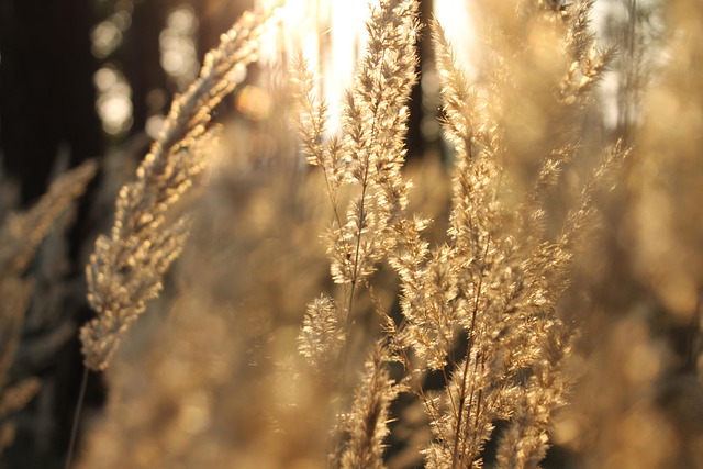 Free Grass Backlighting photo and picture